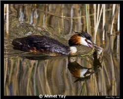 Great Crested Grebe with fish by Ahmet Yay 
